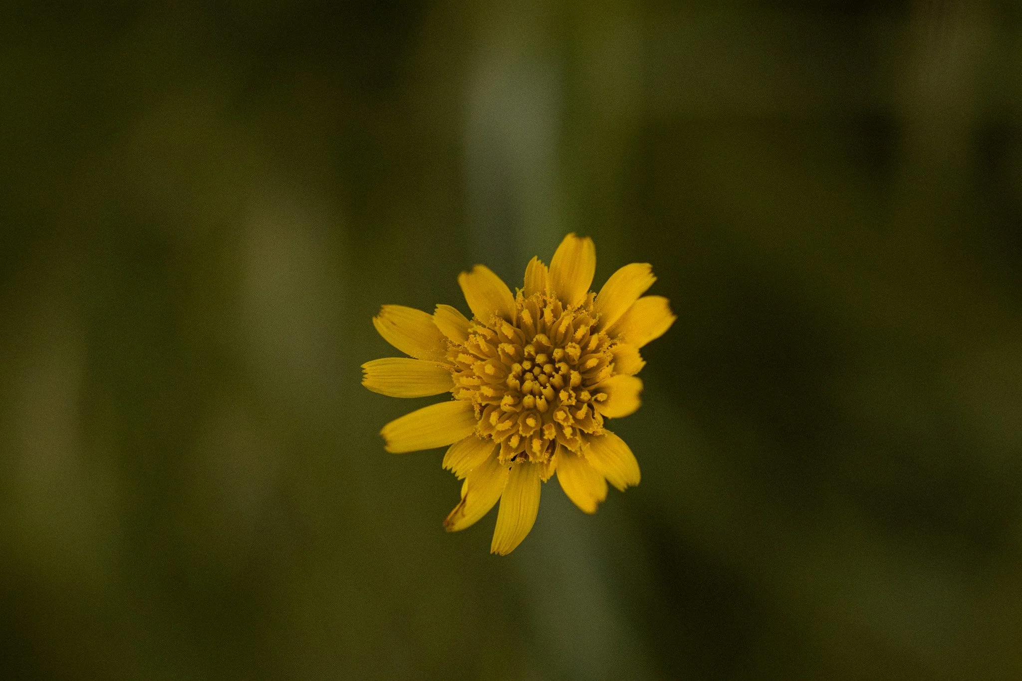 Close-up photograph of a single yellow wildflower against a blurred green background.