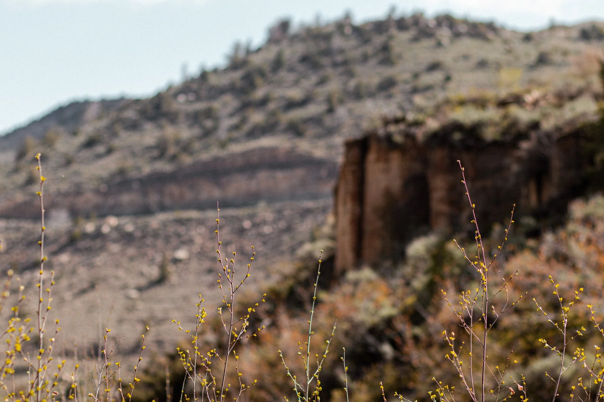 Desert cliffside landscape with wild plants in the foreground and rocky terrain in the background.
