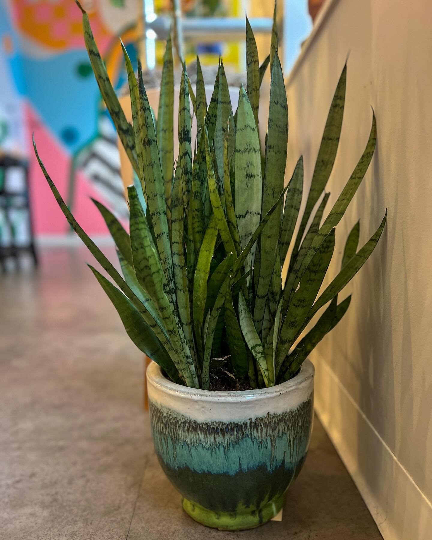This beautiful snake plant from @freshgreenshouseplantdesign would make the perfect gift for the plant-lady in your life. ✨🌿🎁