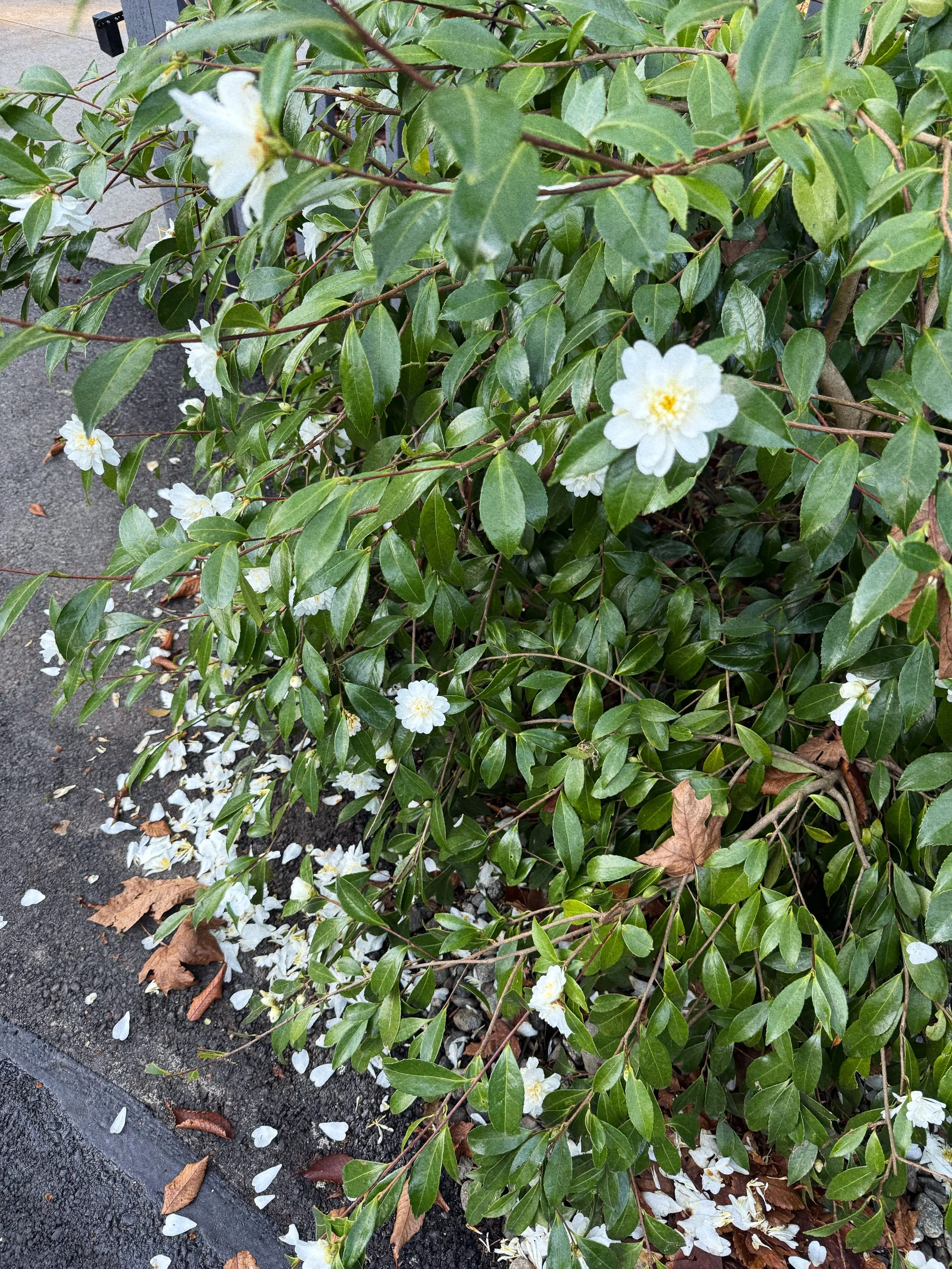 I HOPE YOU DANCE (A POEM)