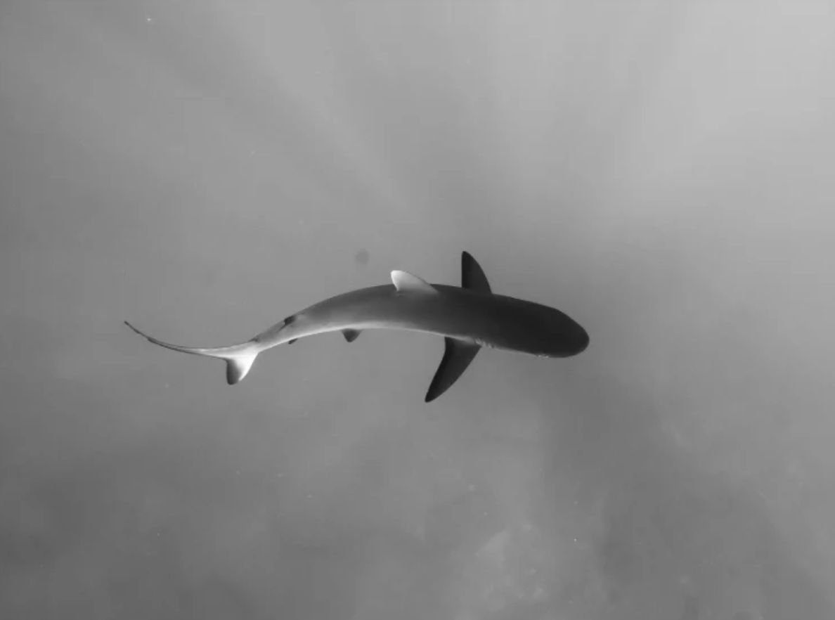 A shark swimming in the ocean, viewed from below in black and white.