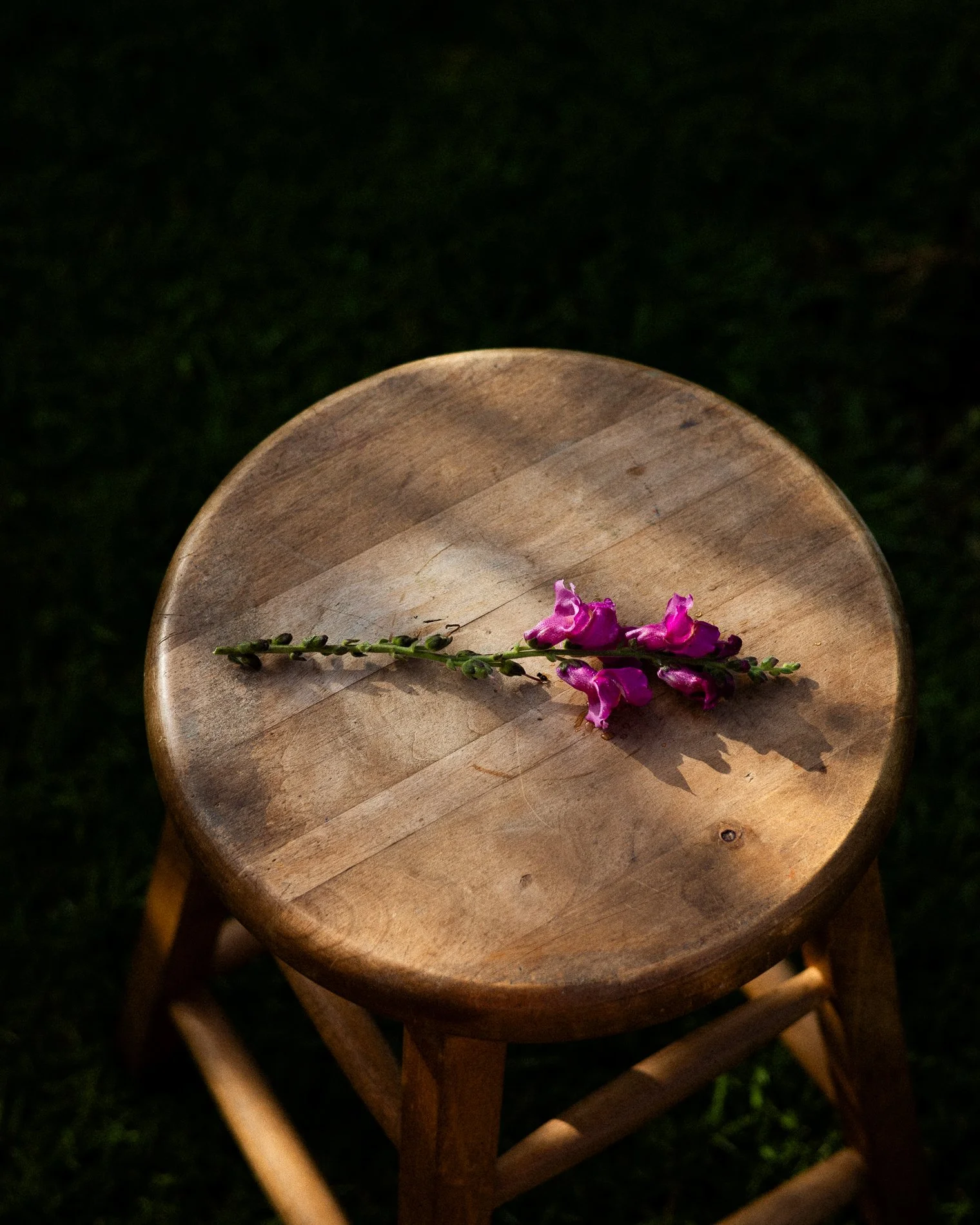 nadine_backyard_blooms-115.jpg
