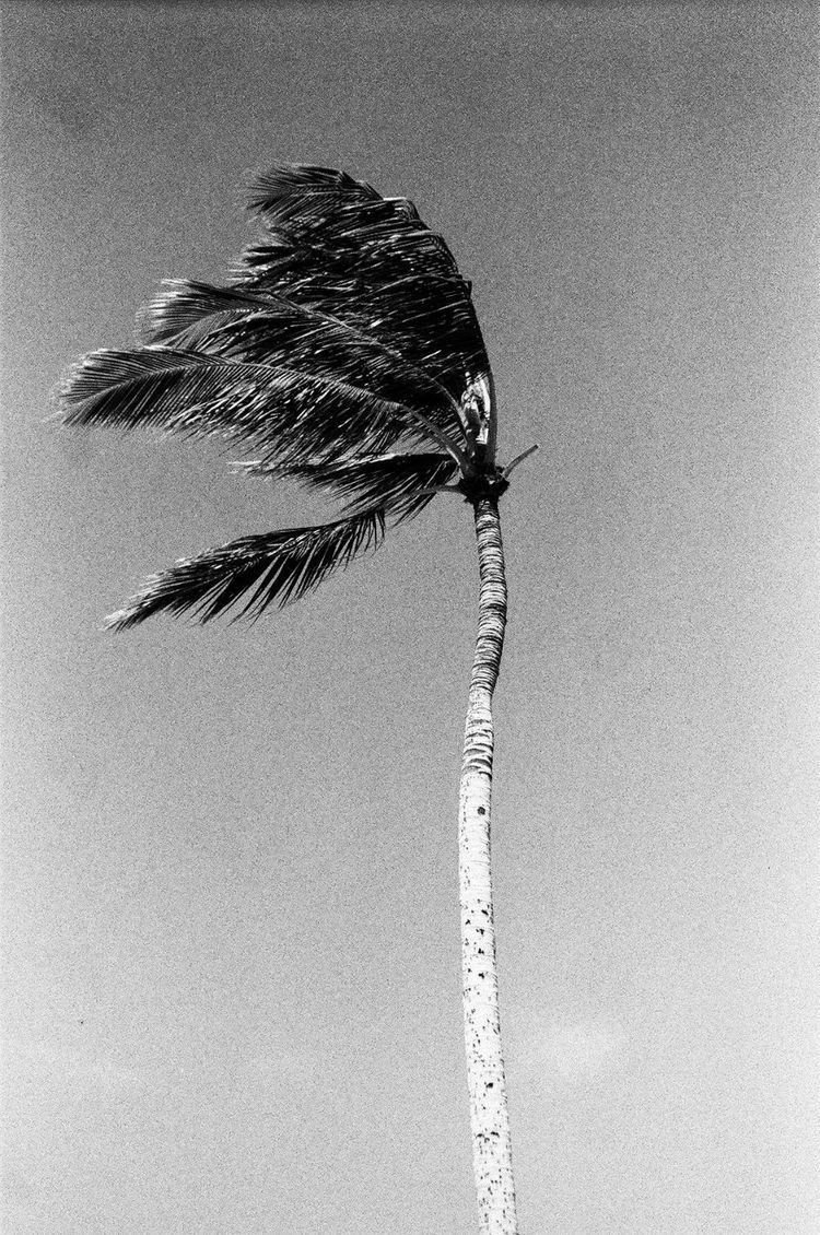 A tall palm tree swaying in the wind with fronds extending to the left against a clear sky.