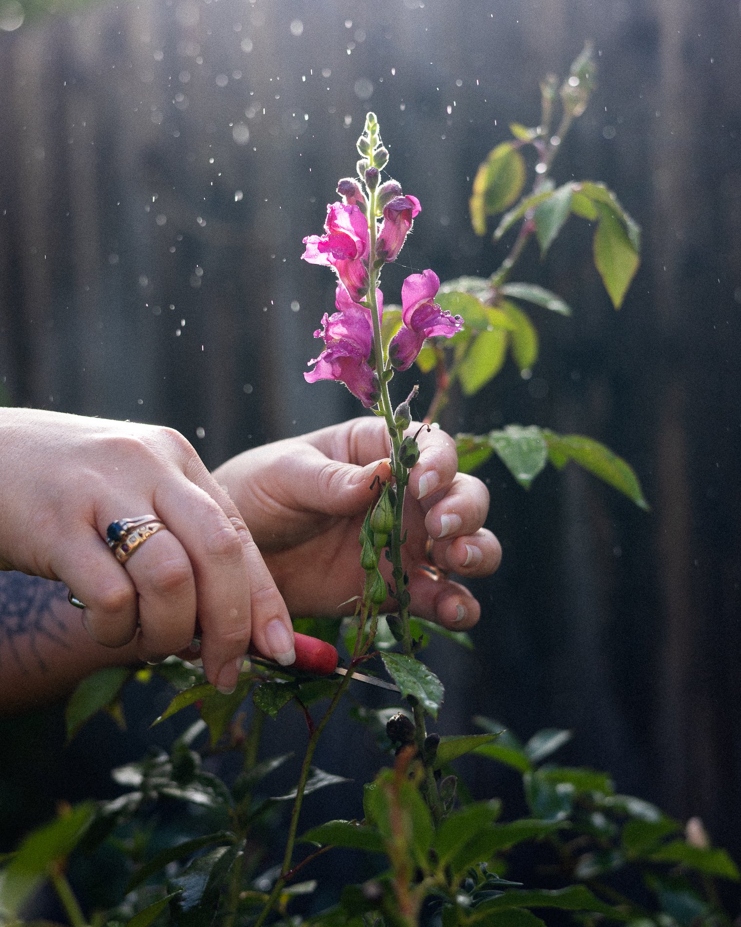nadine_backyard_blooms-118.jpg