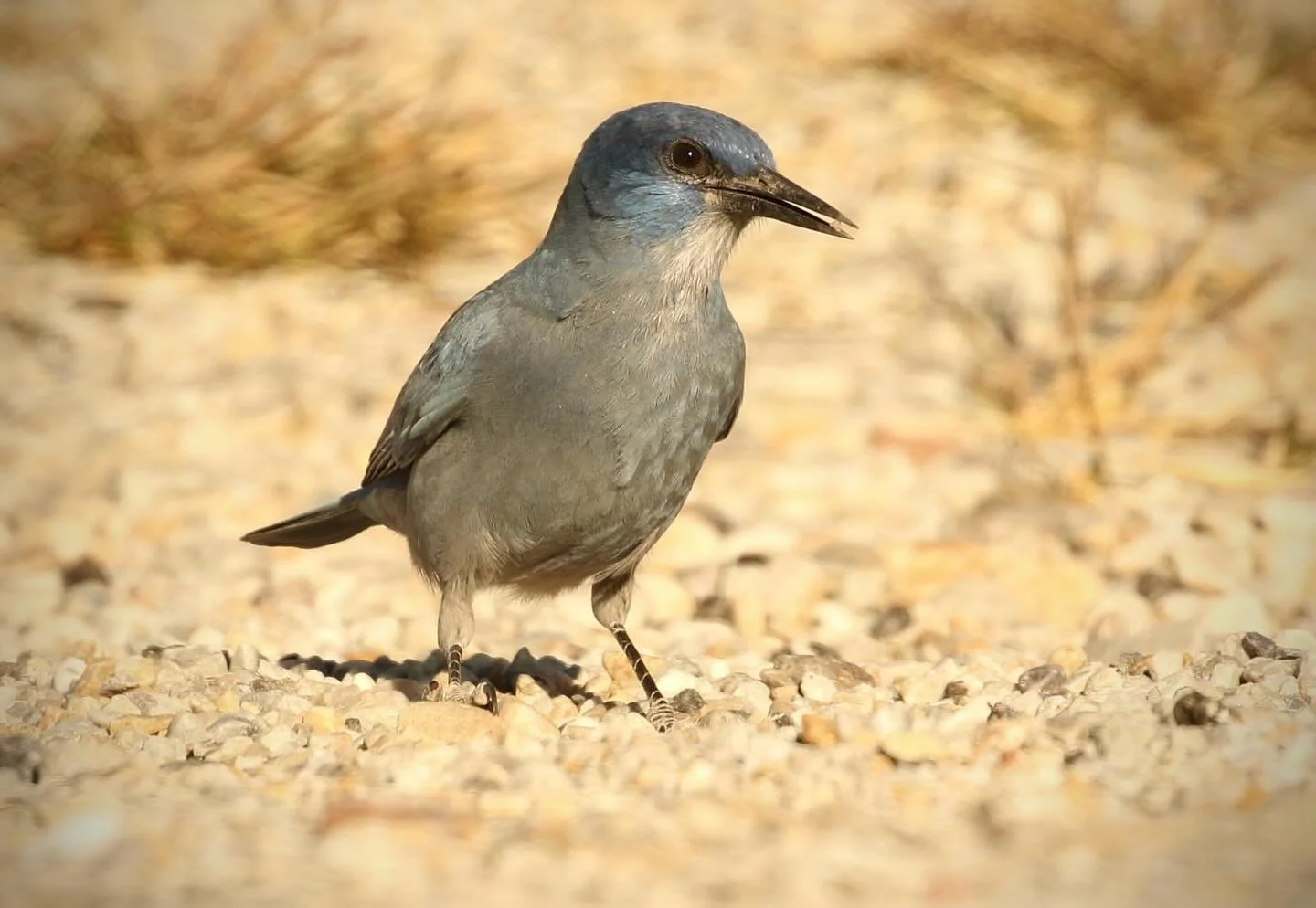 A #pinyonjay at #greatbasinnationalpark 
The Pinyon Jay has suffered significant decline over the past 50 years and is considered a candidate for #endangeredspecies listing.
This year, our 2025 EcoRecon Expedition to Great Basin National Park will