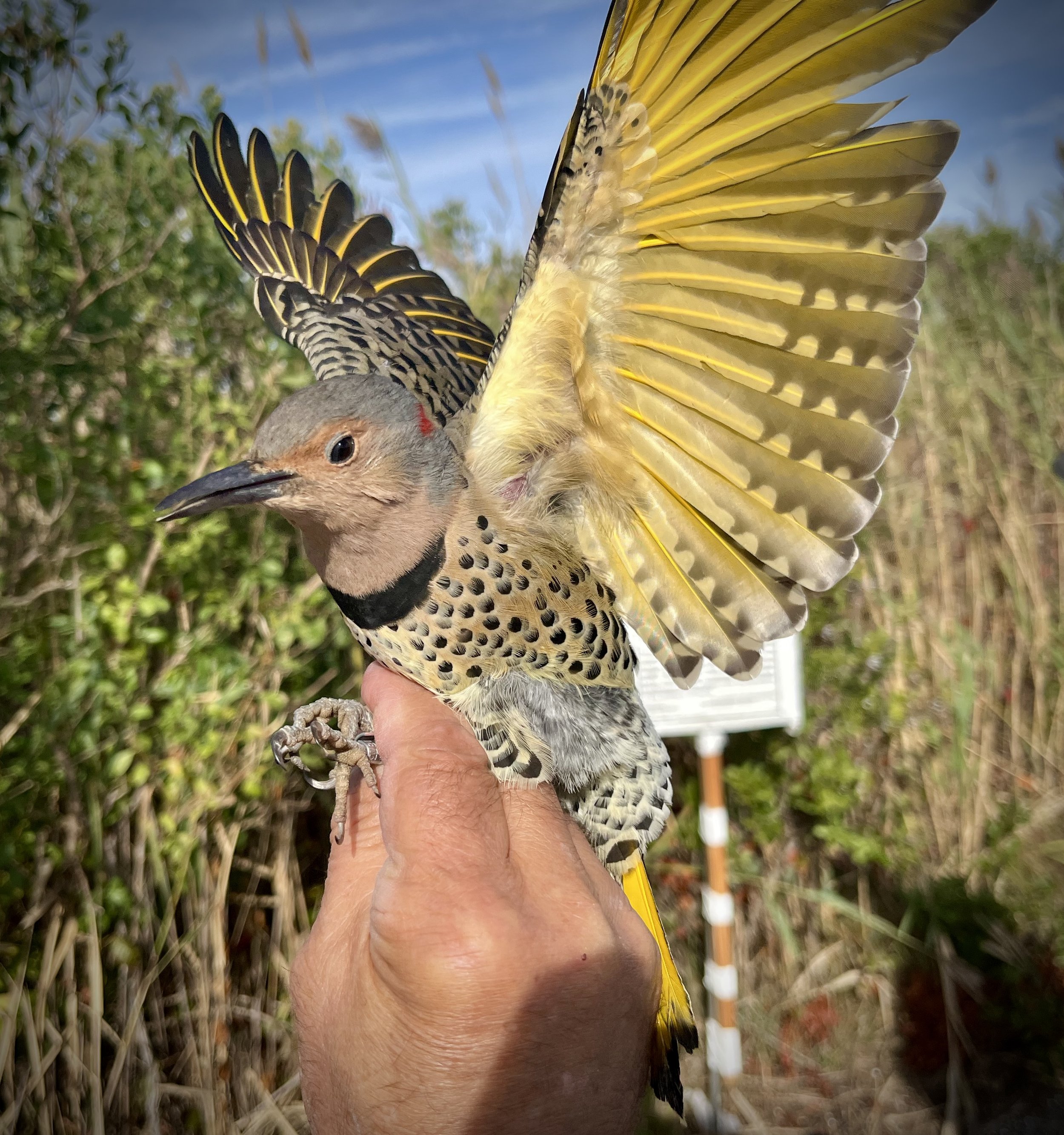 S2S continues banding with team at JFK Memorial Wildlife Sanctuary on Tobey Beach, NY.