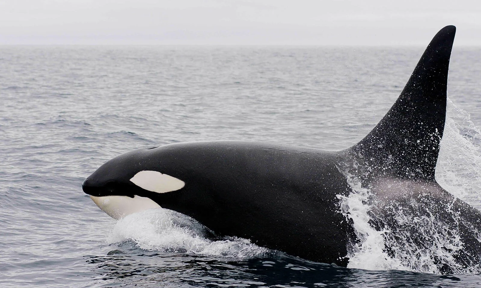 Killer Whale Search
