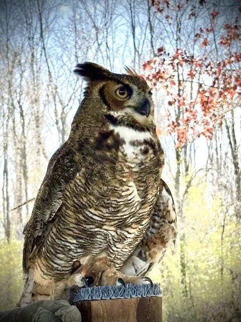 Seasonal Raptor Banding, Trapping, and Hawkwatch Counts!