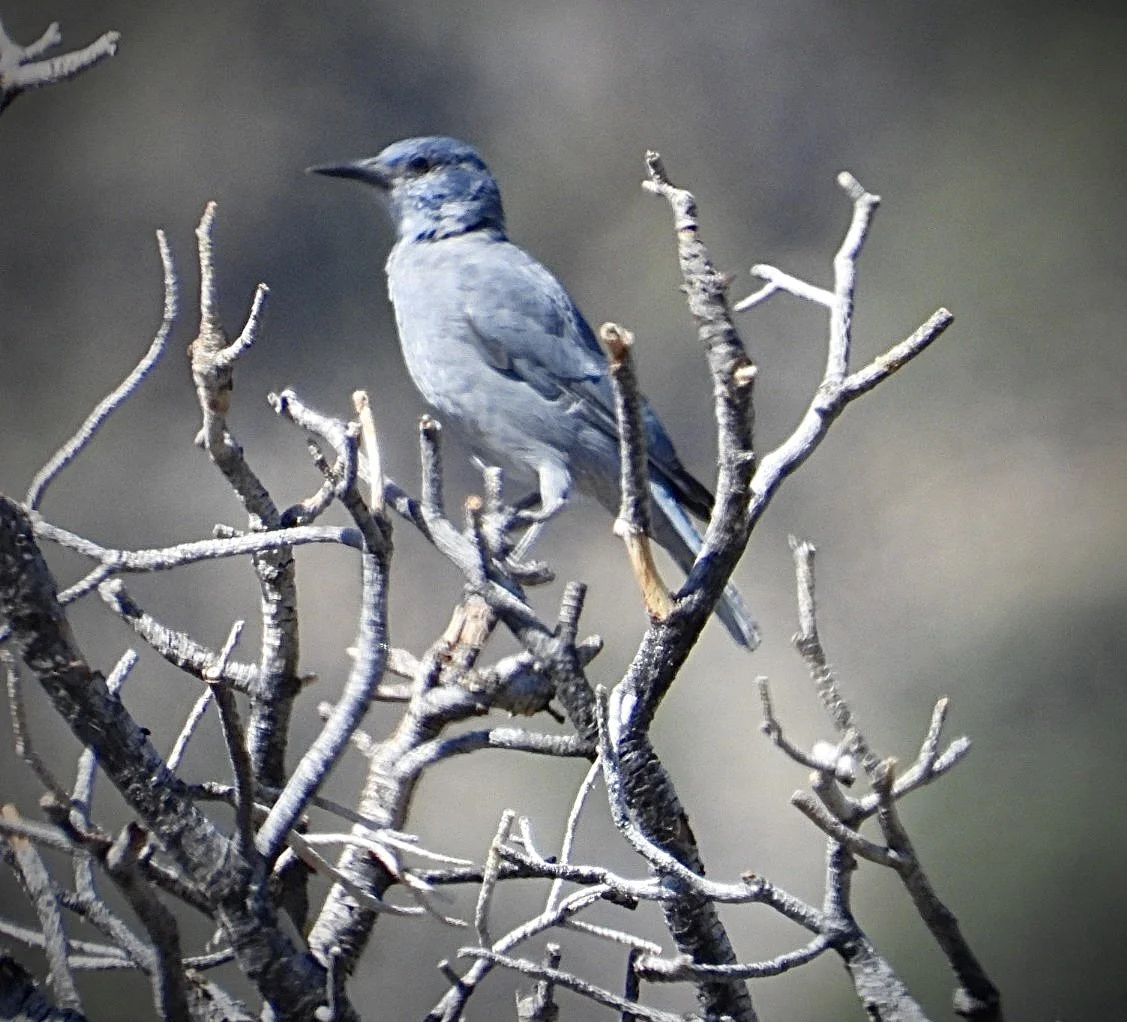 Pinyon Jay Studies with Great Basin Bird Observatory