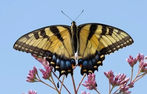 Butterfly Monitoring at Cuyahoga Valley National Park