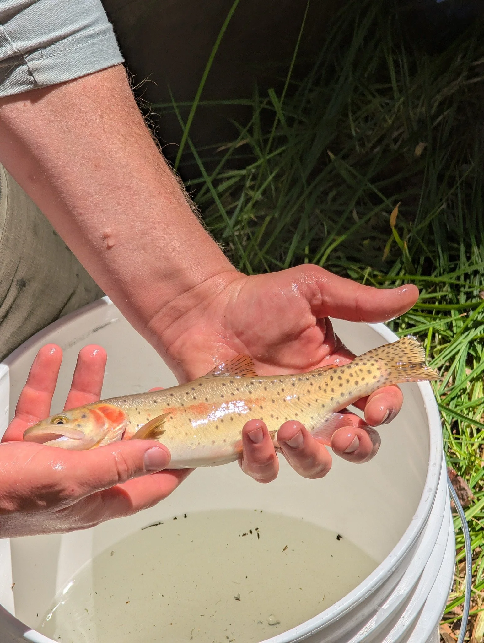 Bonneville Cutthroat Trout Restoration (Great Basin Expedition)