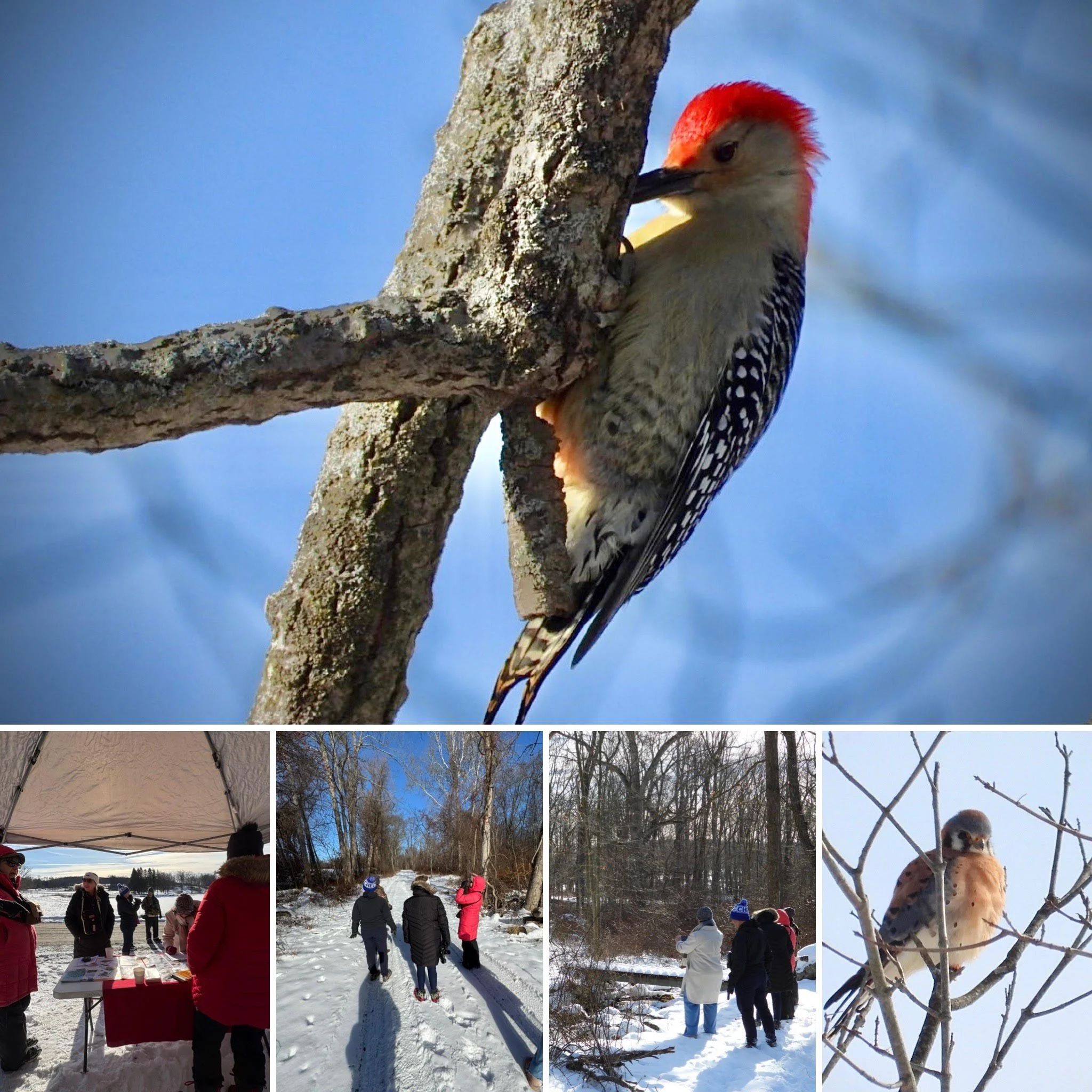 S2S  joins up with the Cornell Cooperative Extension and the Bedford Audubon Society to host a Winter Bird Count!