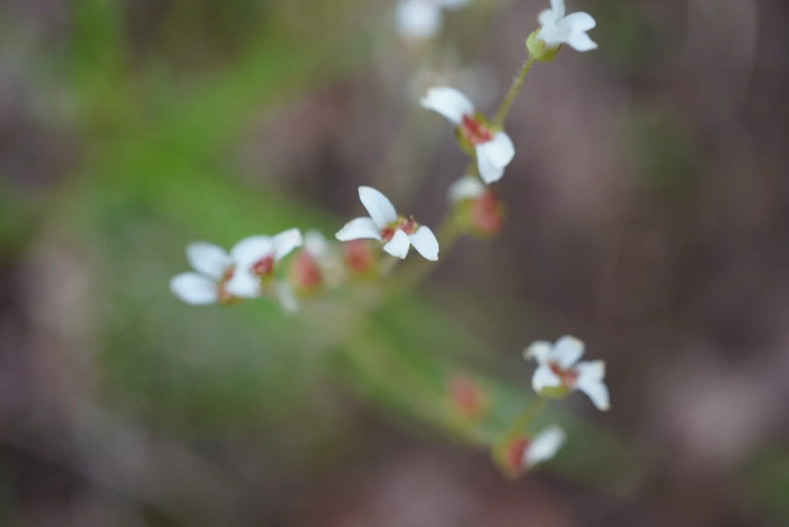DSC00395 - Copy.JPG