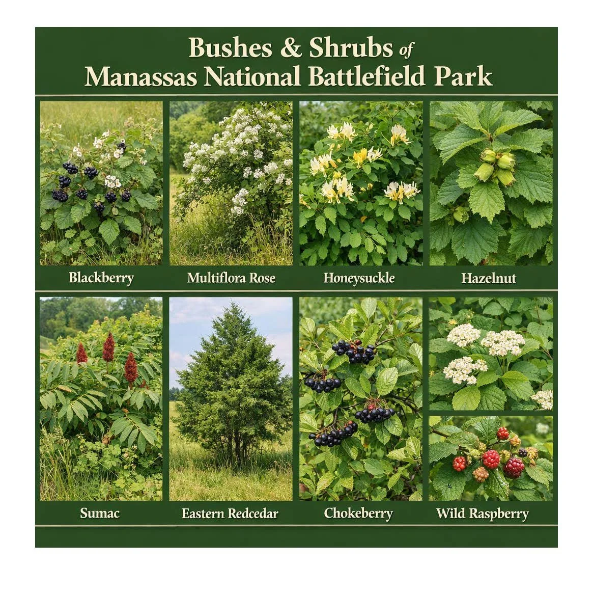 Information on Pollination and Plant Biodiversity - Module 3.pdf_Page_7.jpg