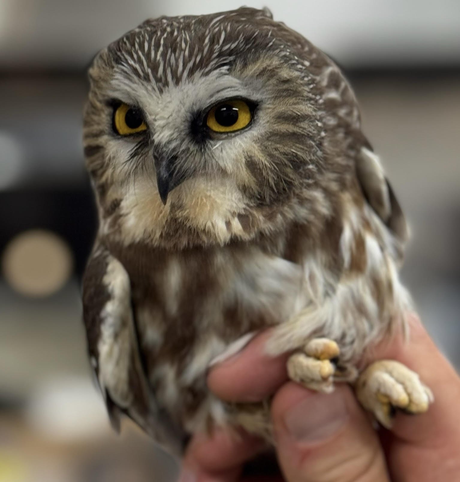 New Owl Photo.jpg