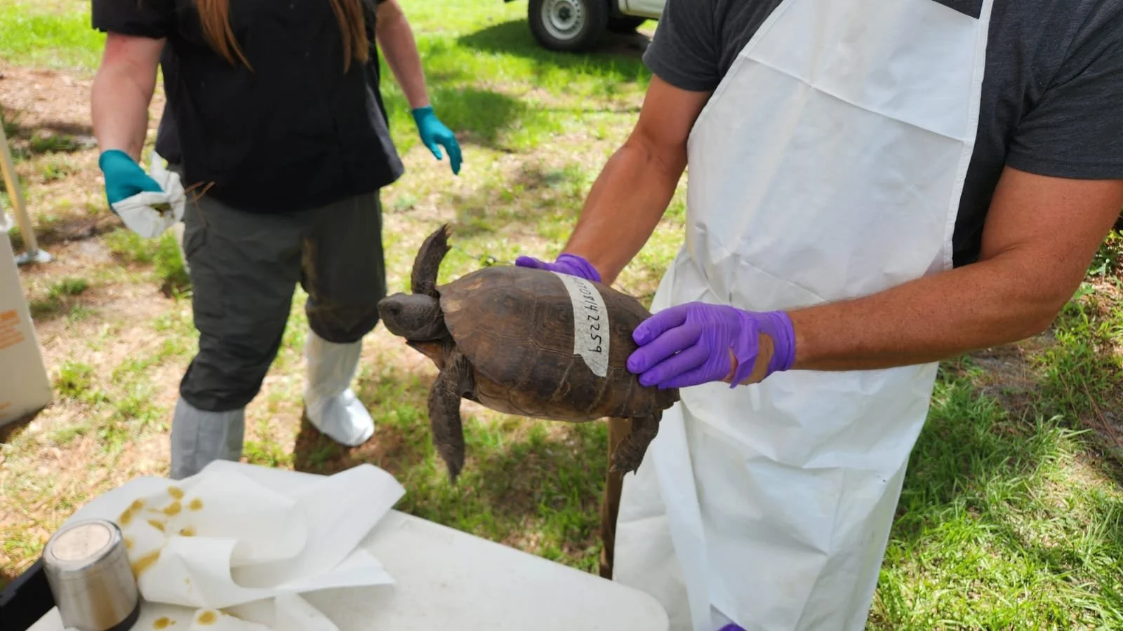 Turtle Survey Photo for Website.JPG