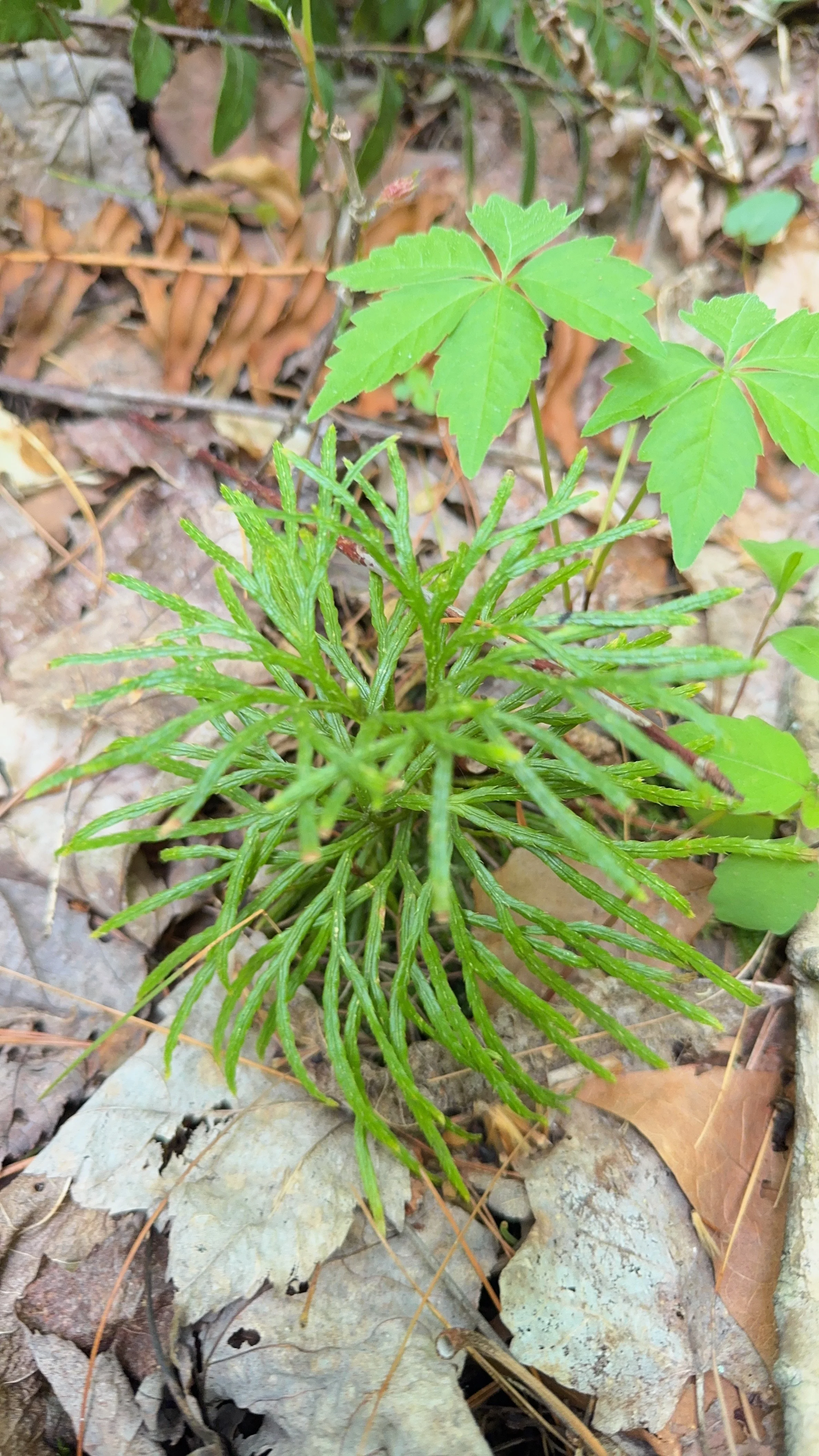 21ACEF4F-3958-489B-967A-88961DAAB957.JPG