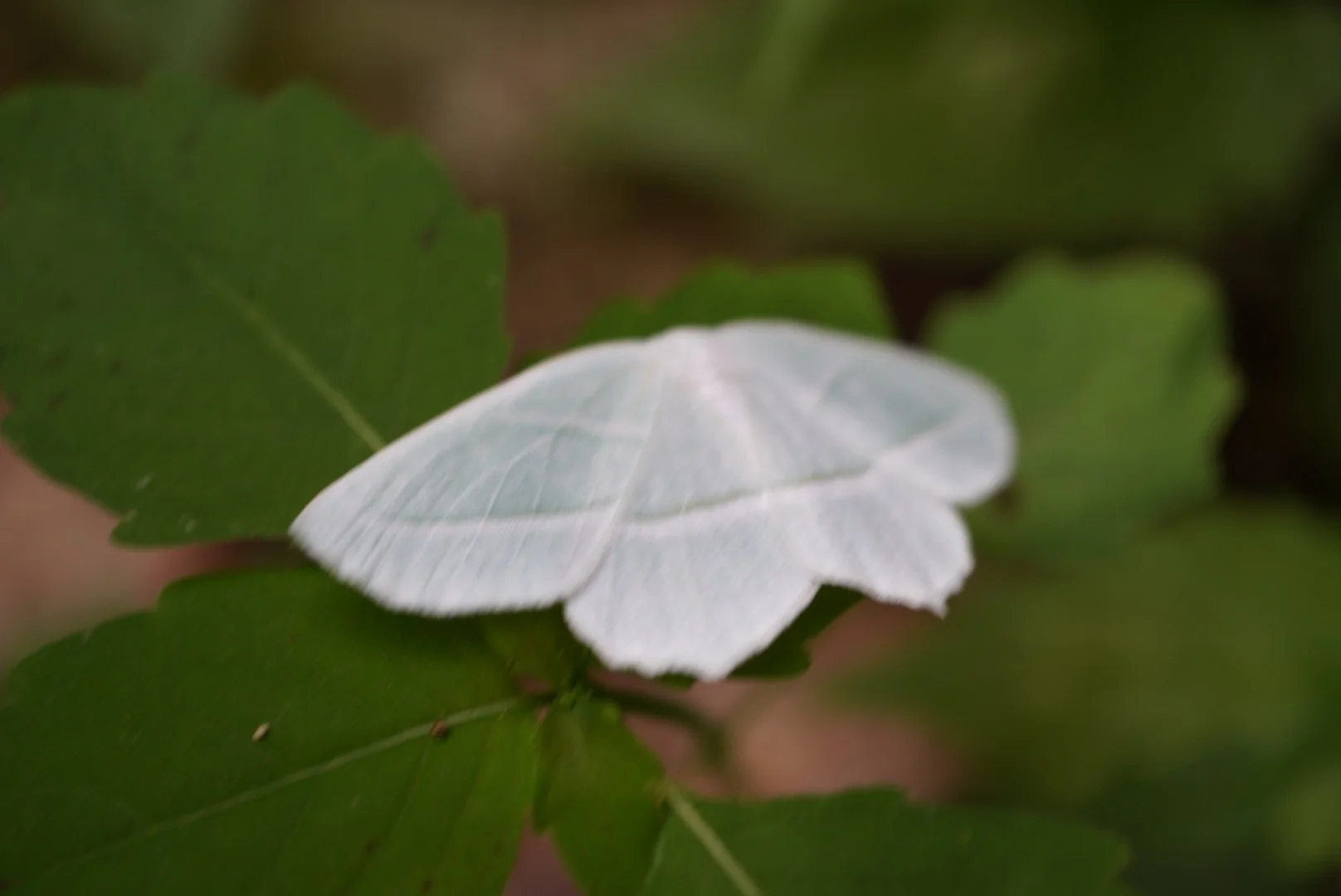 DSC00407.JPG