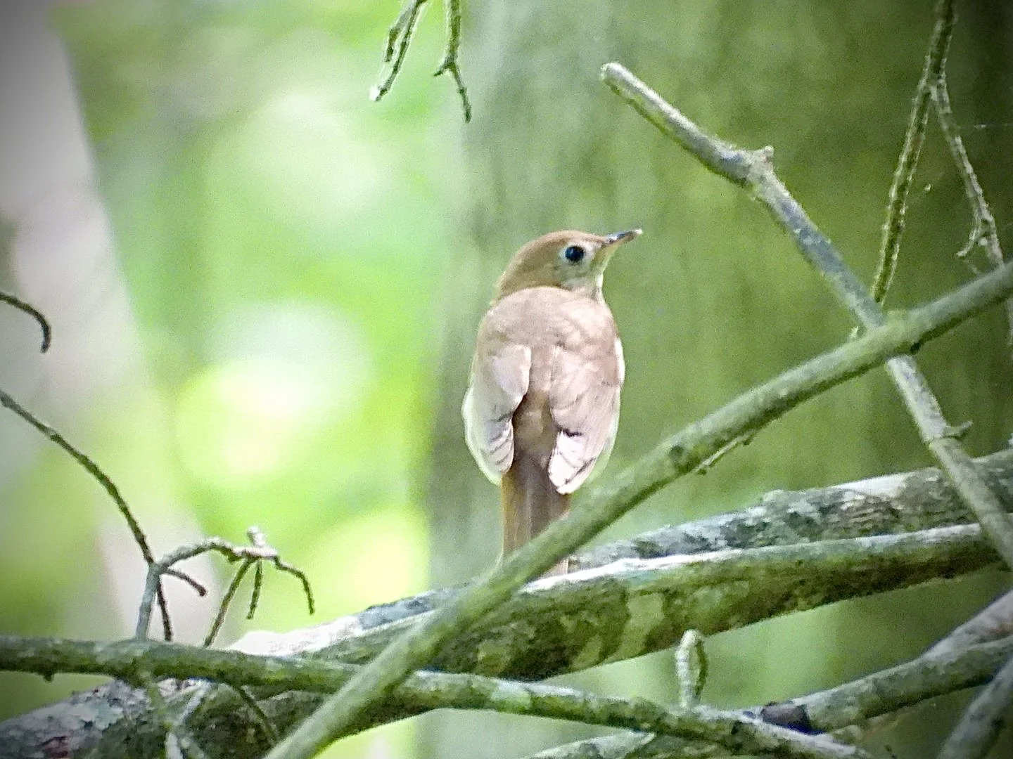 DSCN4294.jpg