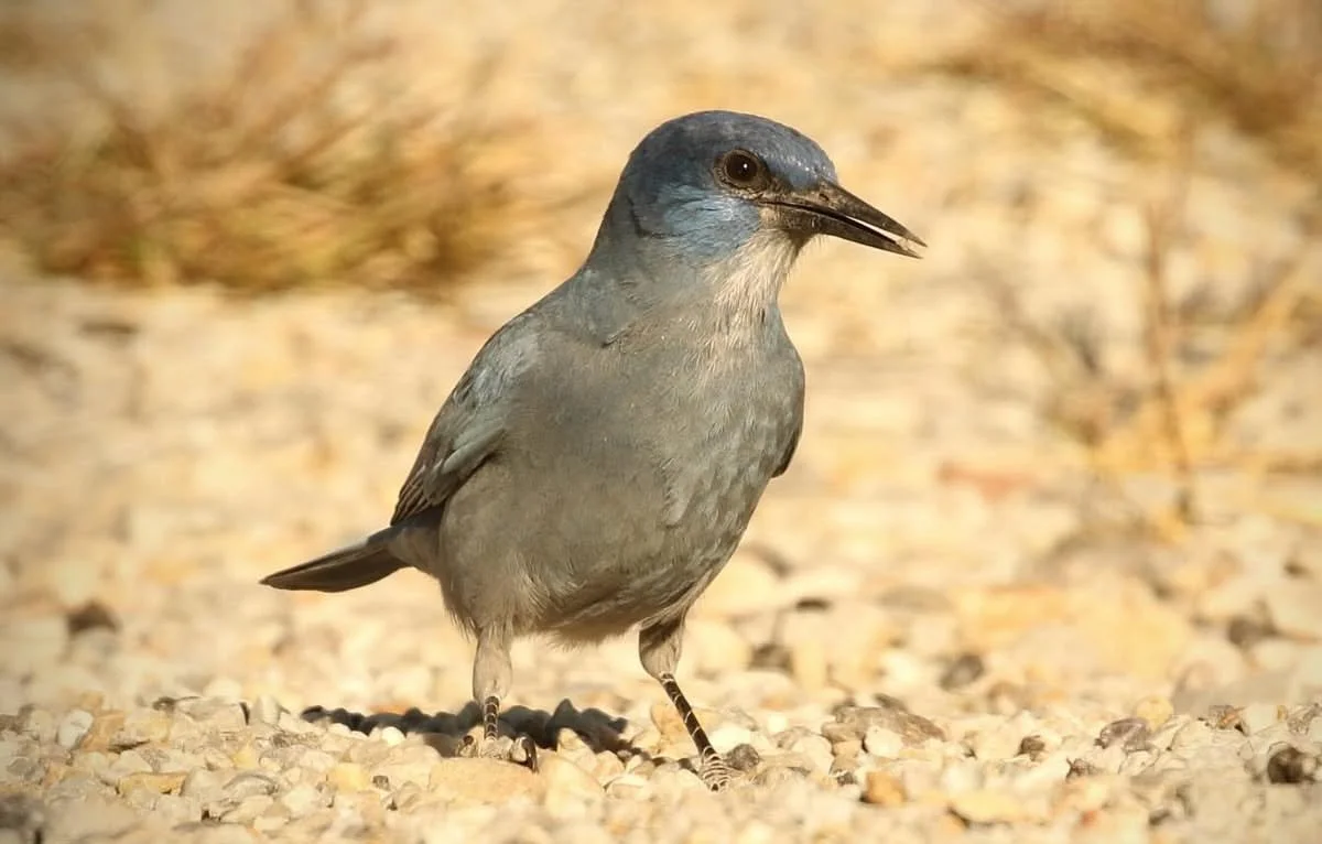 S2S continues Pinyon Jay Research with Great Basin Bird Observatory during EcoRecon 2026!