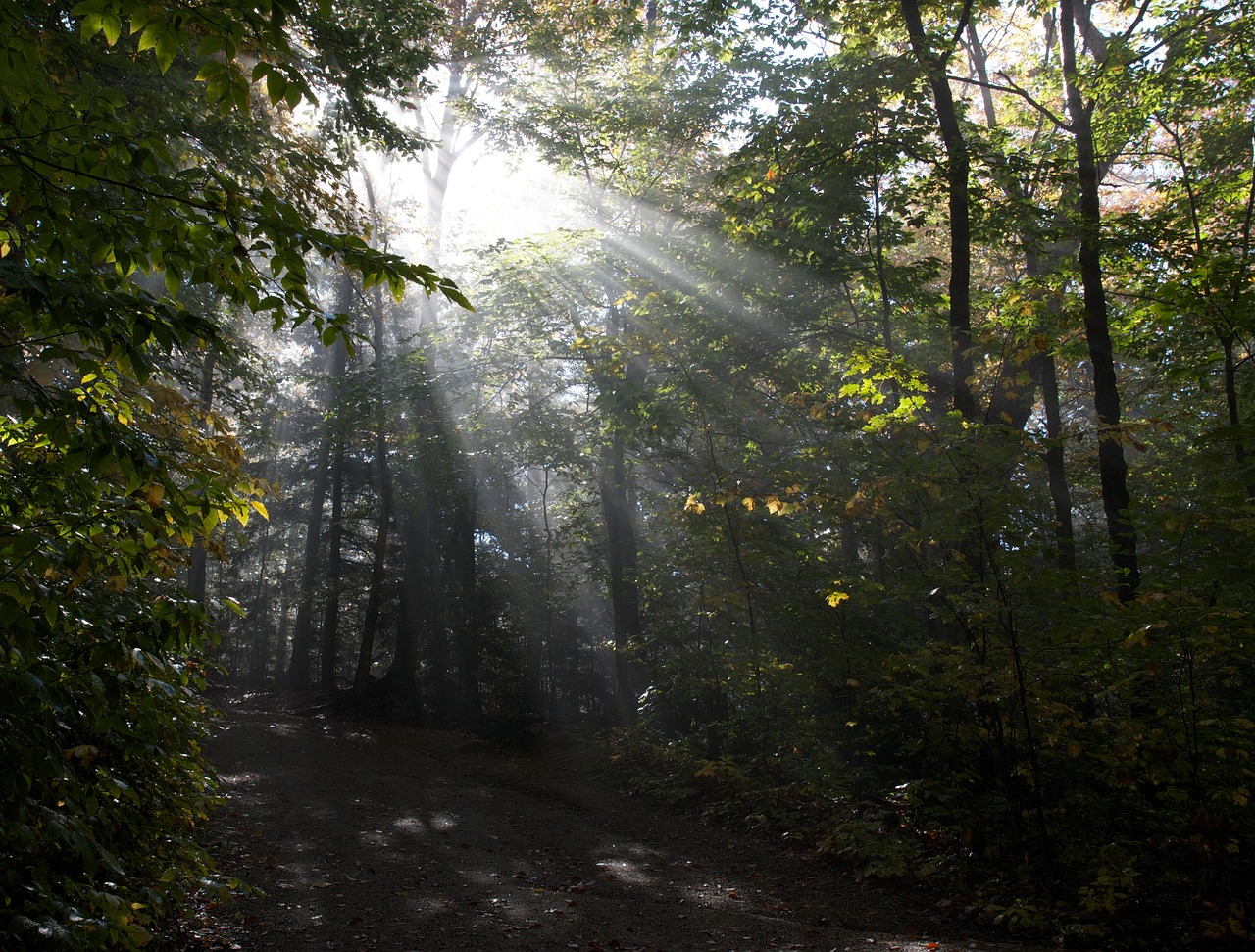 Sunlight peeking through the tree cover in a forest.