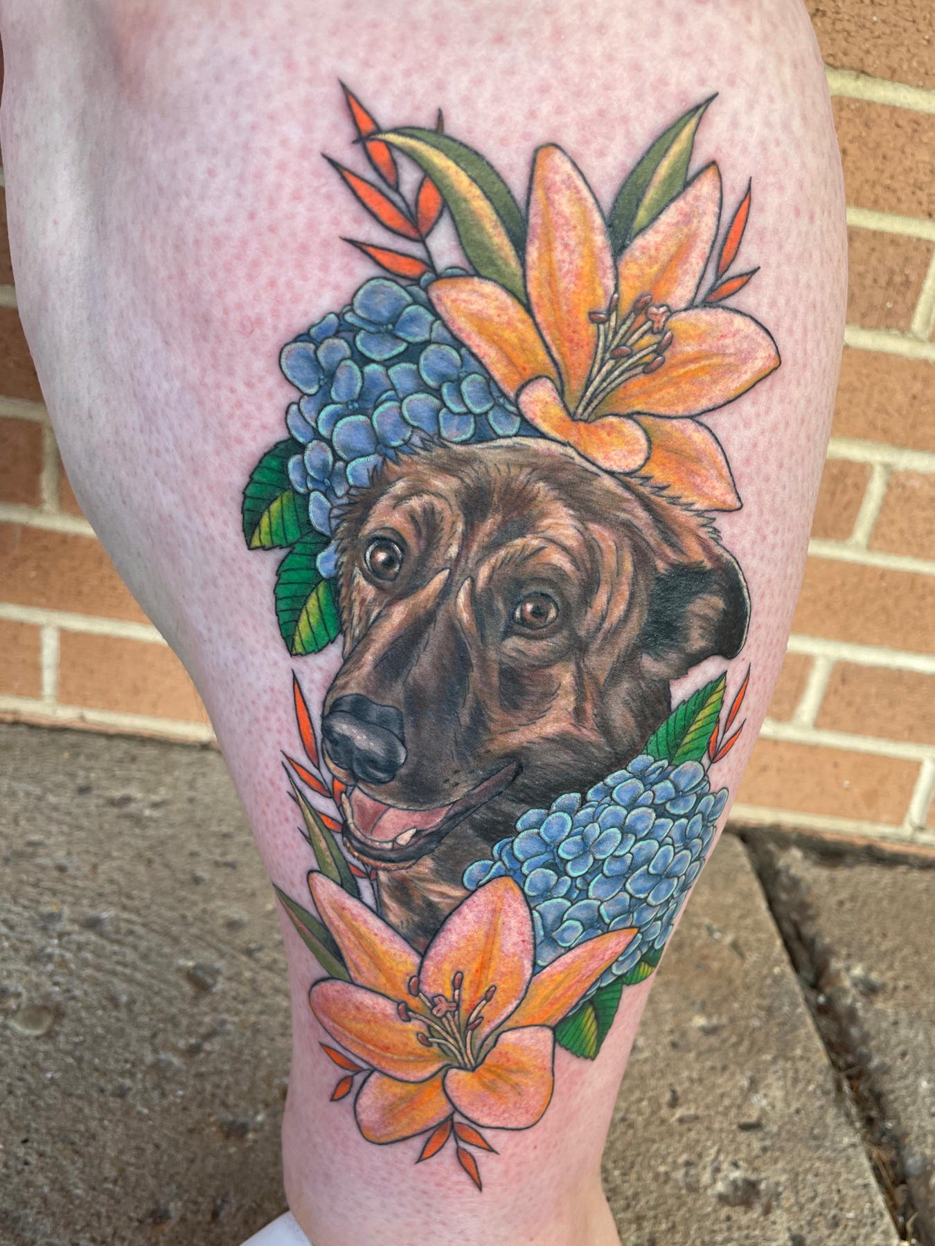brindle doggie with Lillies and hydrangeas
