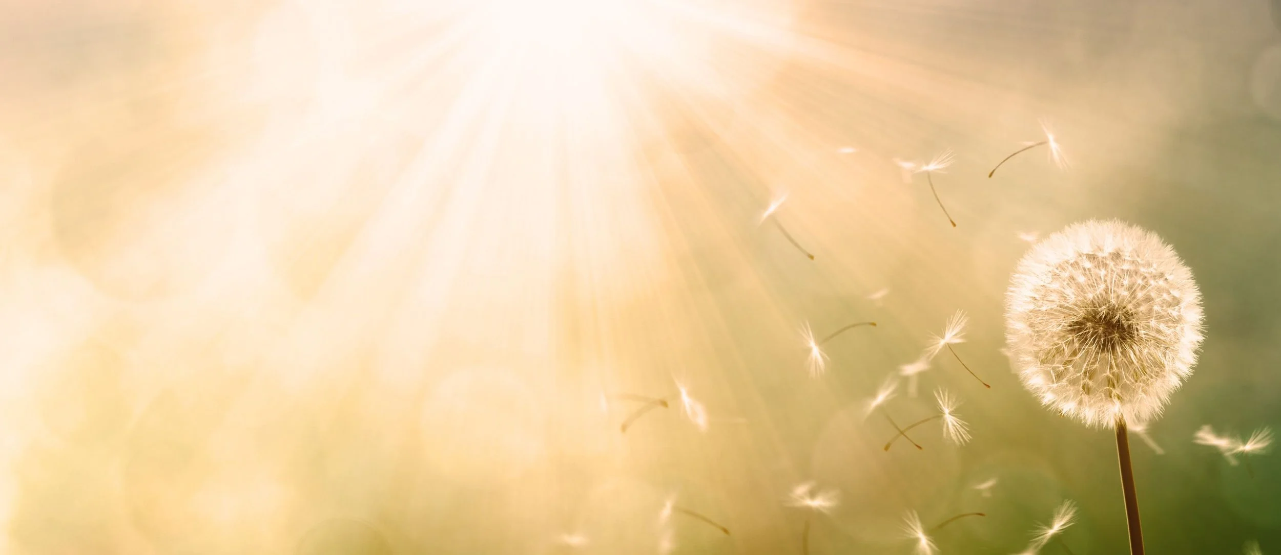 Dandelion in the sun. Spiritual coaching and holistic energy restorative treatments to uplevel your inner authority, so you move through life with grace, ease, and confidence.