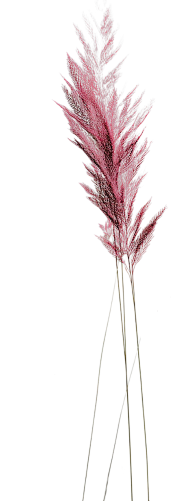 One Purple Wheat. Take a journey with me through my signature healing method and you'll see, feel, and experience the balance that happens when you live from your wisdom.