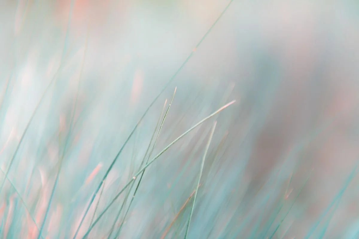 Field of colorful grass. In-person, remote, or virtual session provided locally in Bozeman, Belgrade, Three Forks, Manhattan, and the Gallatin Valley.