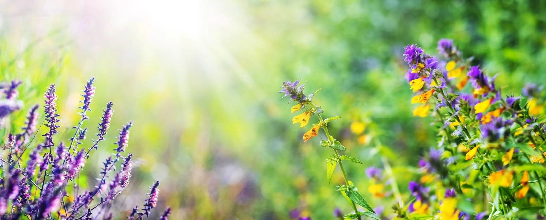Purple and yellow flowers. Holistic life coaching for stress relief and clarity