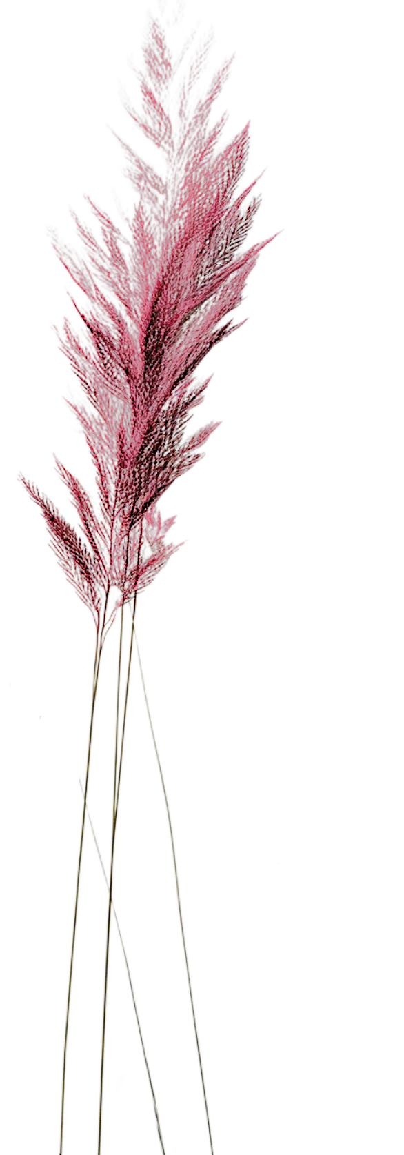 One Piece of Wheat. Embrace the wisdom within to heal and move through life with clarity and the authentic power within.