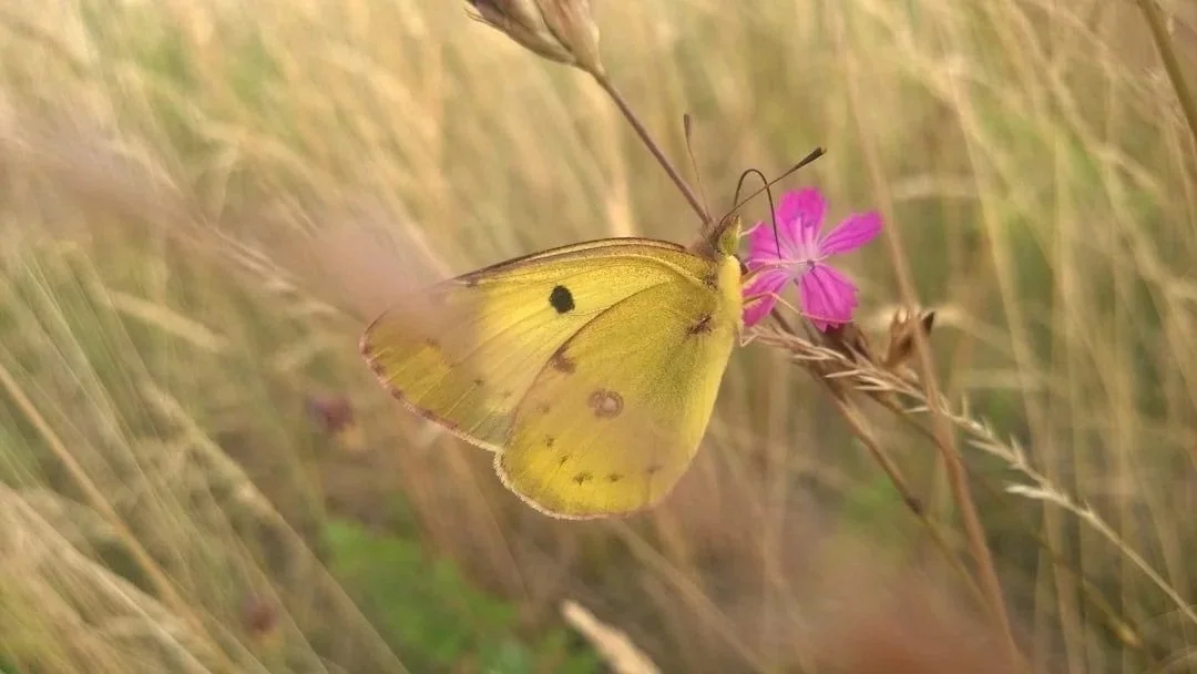 A yellow butterfly with black spots perched on a pink flower in a grassy field. Learn more about frequently asked question regarding energy healing, life coaching, chakra healing, and the aura.