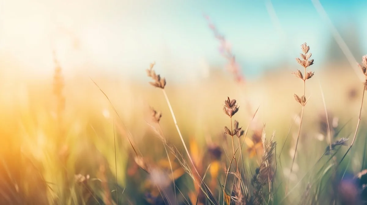 A wheat field at sunset. Alignment and clarity are found through guided support back to the truth of who you are.