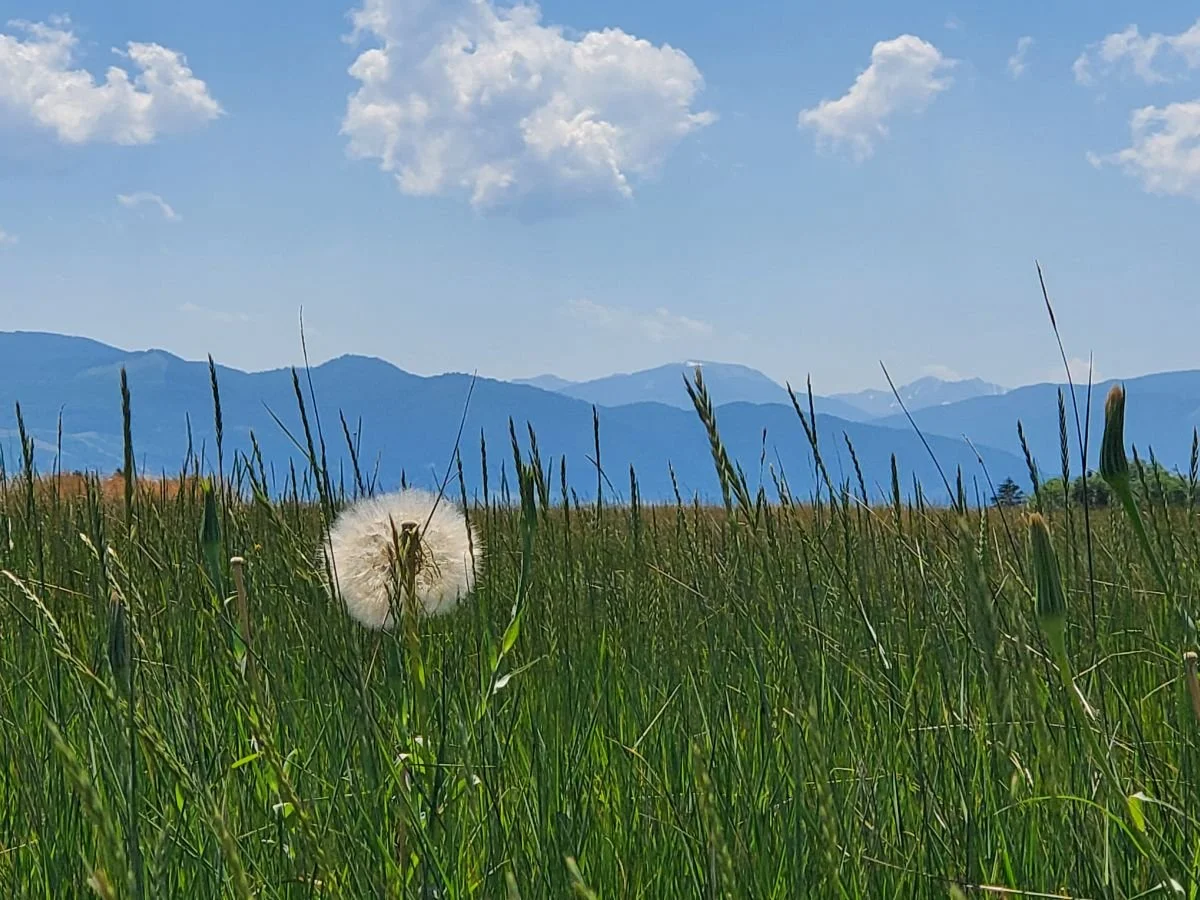 Dandelion in a field with the Spanish Peaks in Gallatin Valley background. I work with mindsight, psychological process, somatic techniques, and empathy to awaken your inner healer.