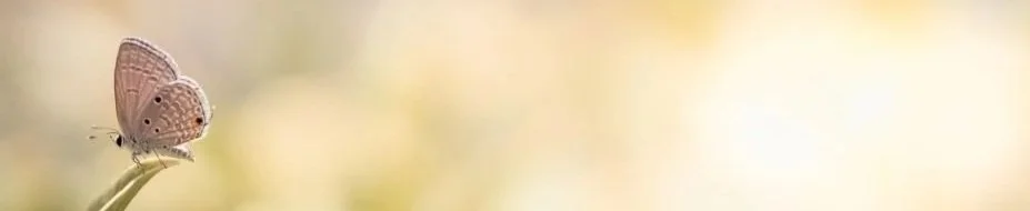 Spotted butterfly on a branch. Join me as we investigate the connections between your mind, body, soul, and spirit. Each blog post will inform you on my practices and knowledge base. I hope it aids you on your healing journey.