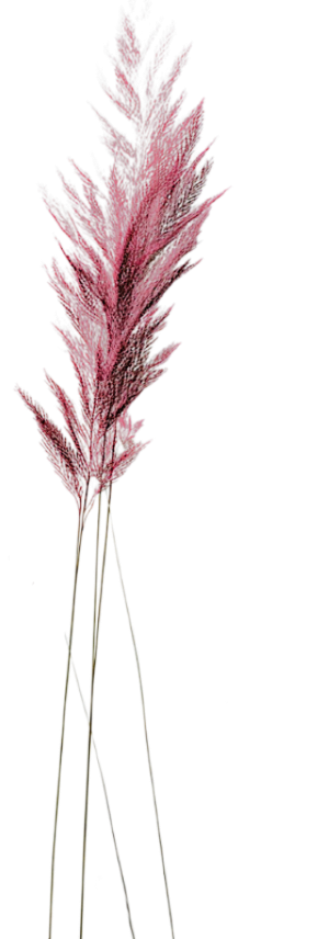 Purple wheat. Energy work and spiritual coaching aid you in releasing emotional blocks, relieve physical pain, and get to the root of energy blocks that create illness and dis-ease.