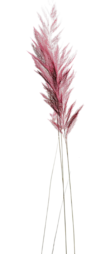 Larger purple wheat. Healing & coaching testimonials reveal the power of holistic healing modalities. When you get to what's under the pain and discomfort you are given space to consider your truth.