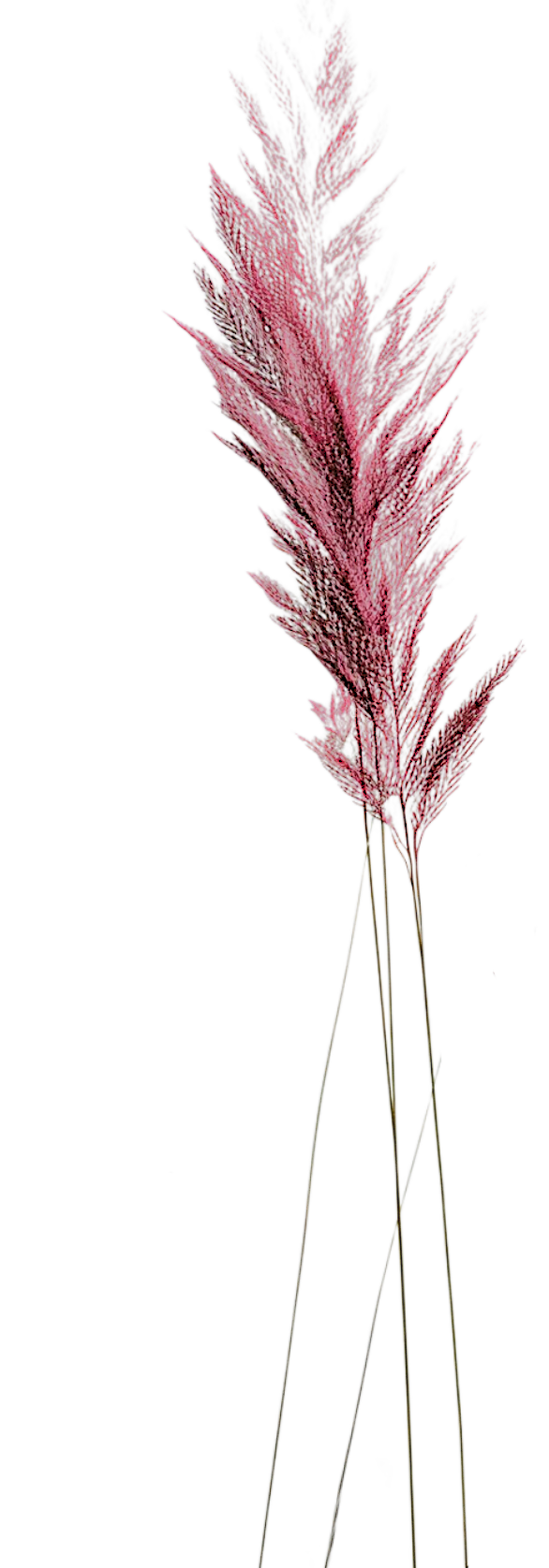 One Purple Wheat. Take a journey with me through my signature healing method and you'll see, feel, and experience the balance that happens when you live from your wisdom