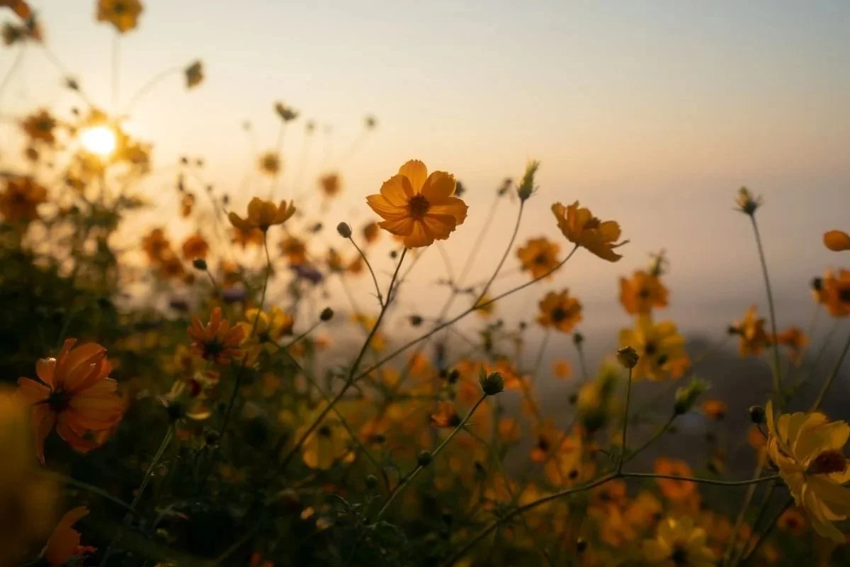 Orange wild flowers in a field at sunset. Book a healing, coaching or combination session to begin your journey toward natural health.