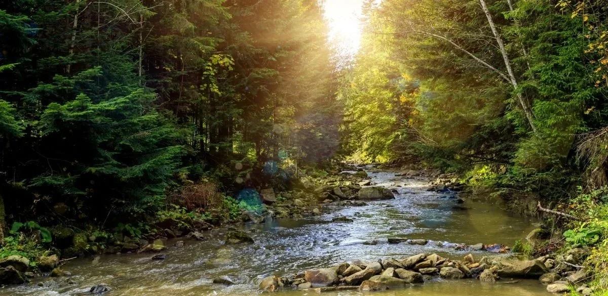 Mountain stream in the early morning sun.