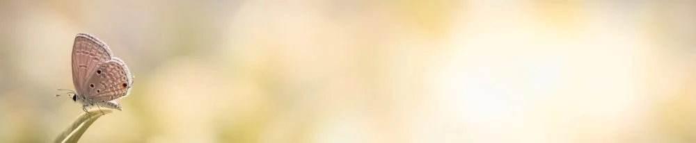 Butterfly on a branch. Inner Wisdom Blog:  Your mind, body, soul, & spirit connection is crucial in self healing.