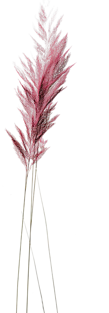 One sprig of wheat. Join me for an energy medicine and holistic soul coaching session. Or book an Inner Alignment Series to go deep and transform by awakening your wisdom. Your challenges are a message on what is ready to heal.