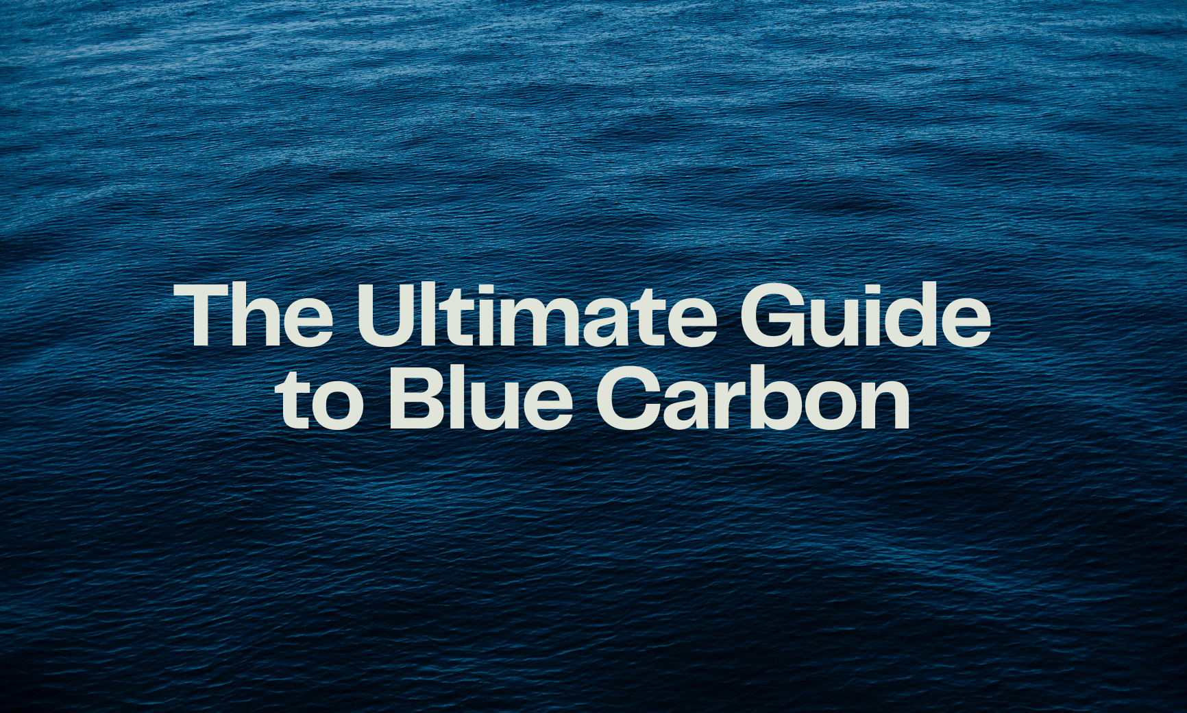 The Ultimate Guide to Blue Carbon