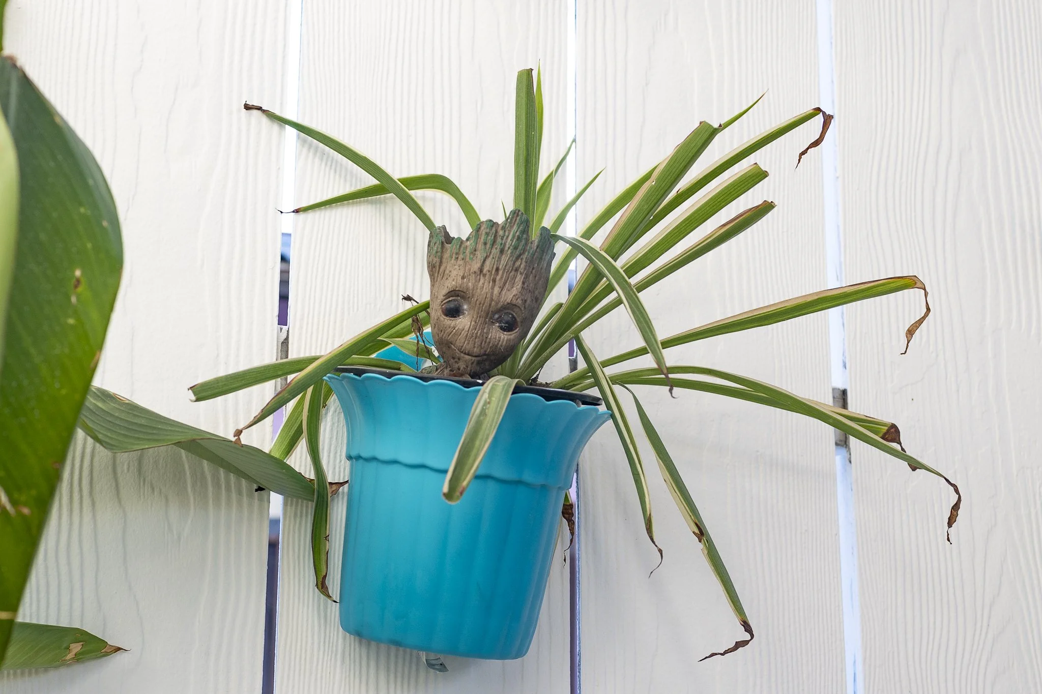 A potted plant with long green leaves in a turquoise pot, with a plush Groot toy peeking out from the soil.