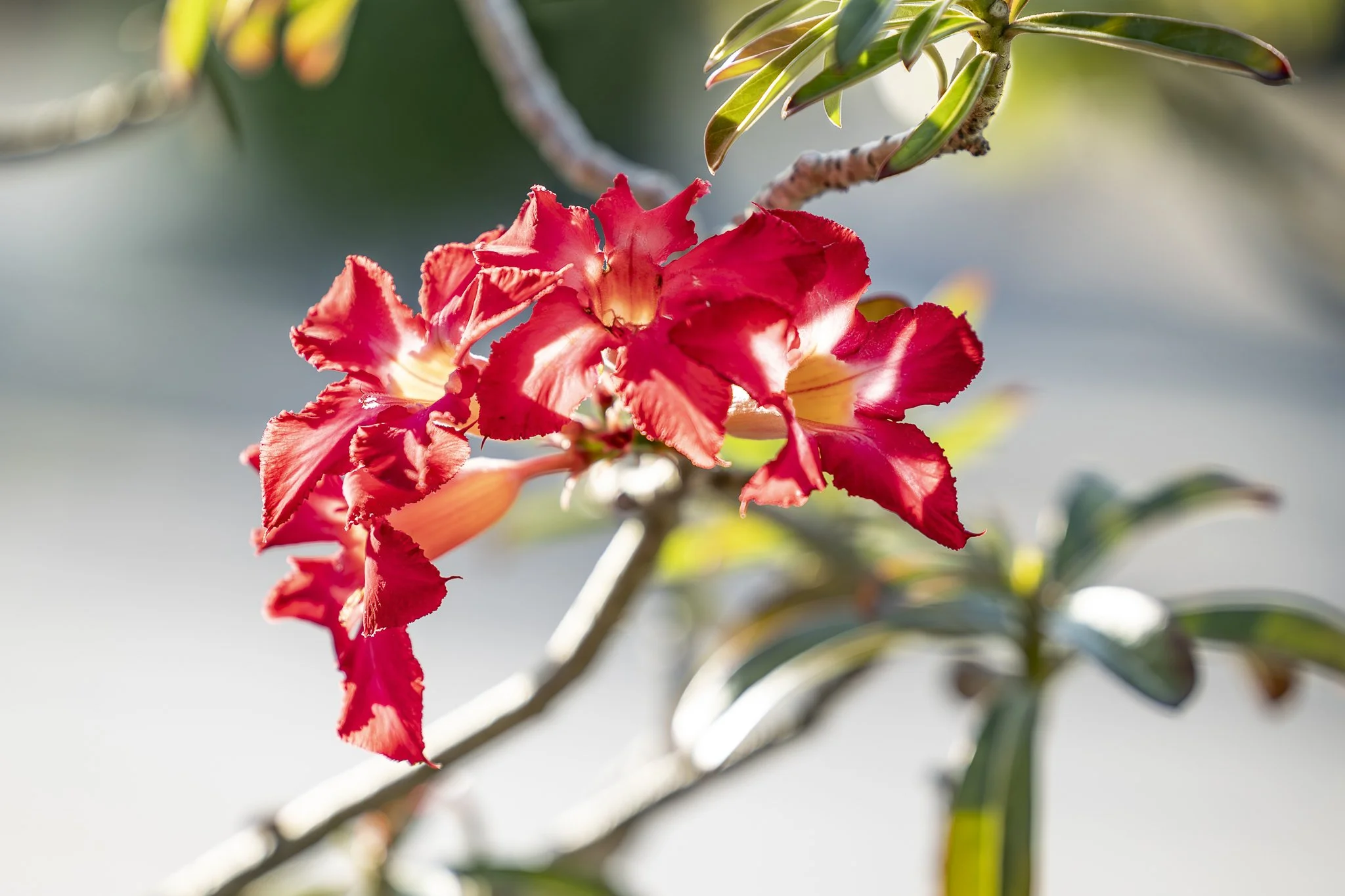 Close-up of red and yellow desert rose flowers on a branch with green leaves and blurred background.