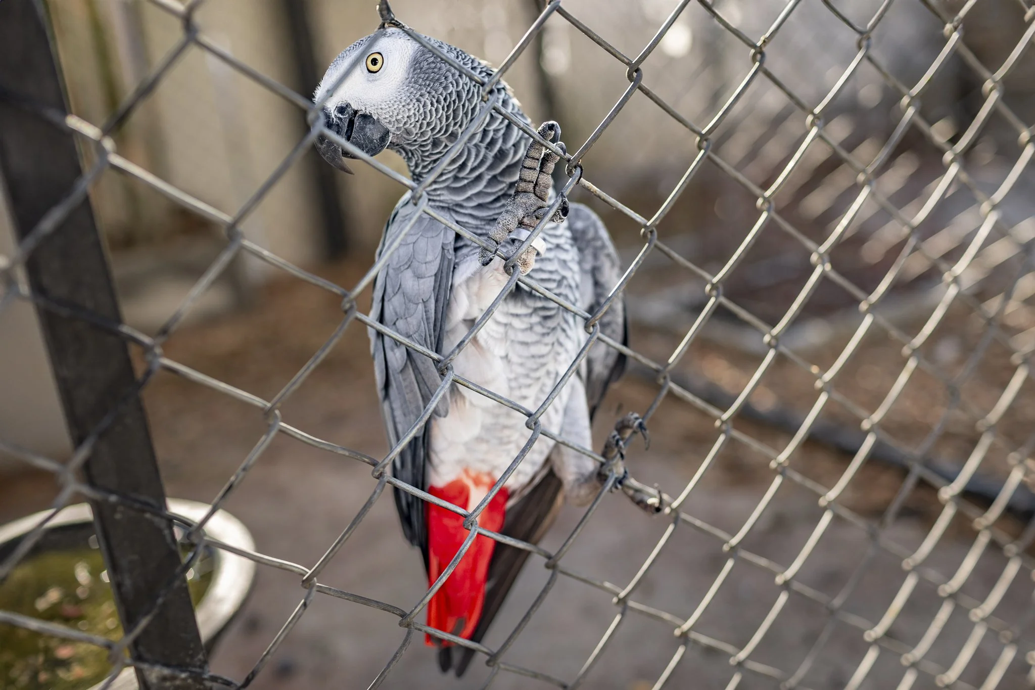A grey parrot with red tail feathers behind a chain link fence.