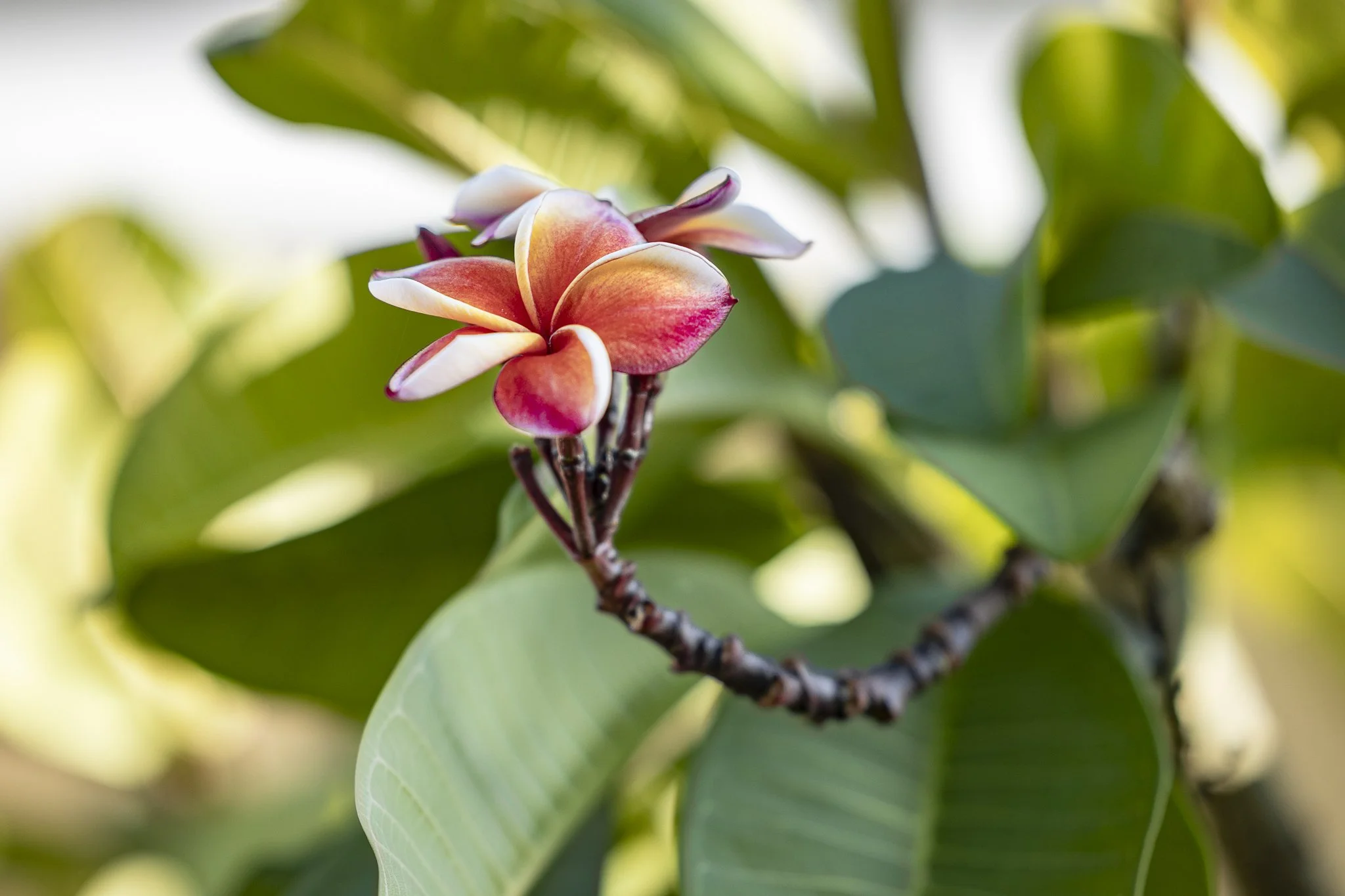 Close-up of a pink and white frangipani flower on a branch amidst green leaves.