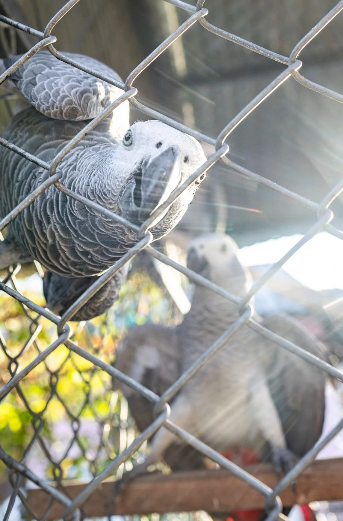 A gray and black parrot with patterned feathers looking through a chain-link fence.