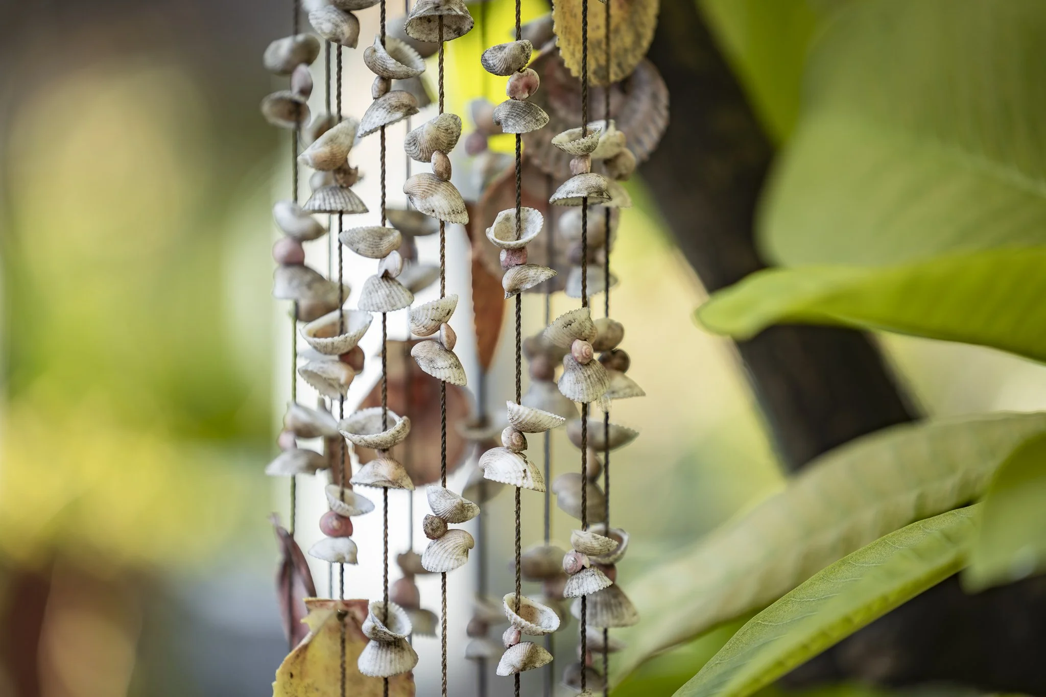 Close-up of hanging seashells on strings, with green leaves and a blurred natural background.