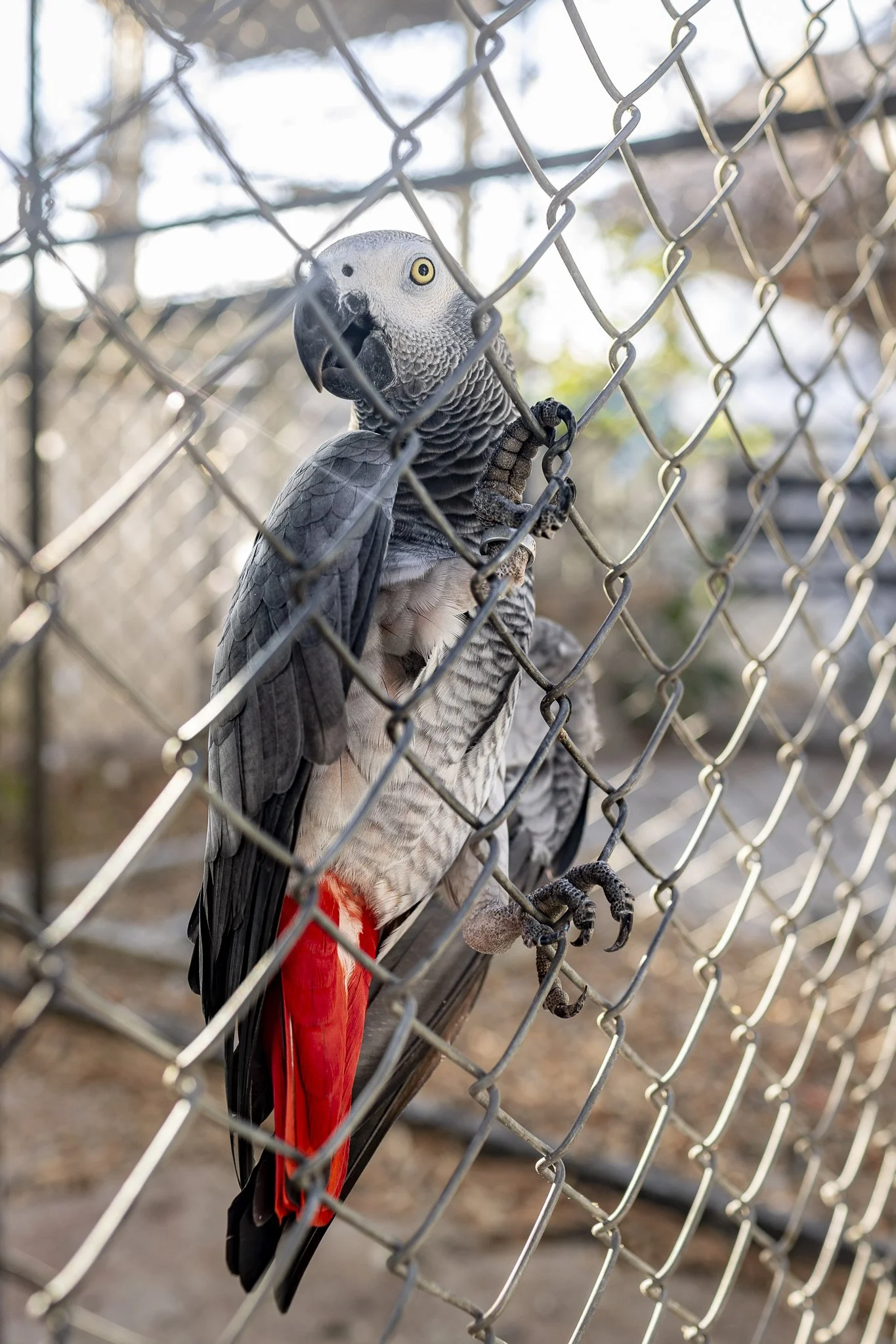 Close-up of a grey parrot with red tail perched on a chain-link fence.